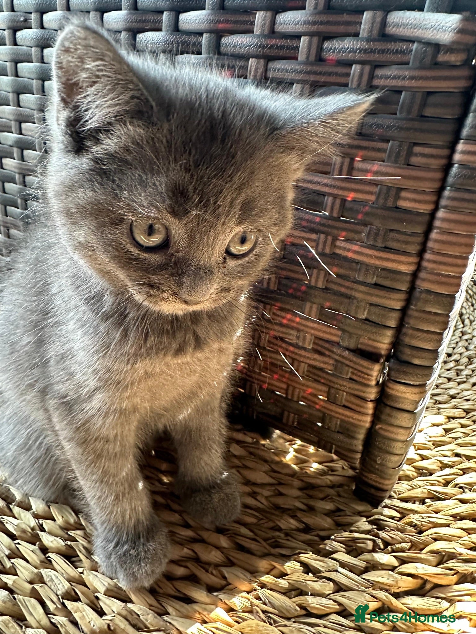 British Shorthair cats British Shorthair Kittens – 8 Weeks Old – £580  - Advert 2