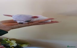 Chihuahua dogs for sale: Adorable 🐶🥰 Mini Girl Available  - Image 4