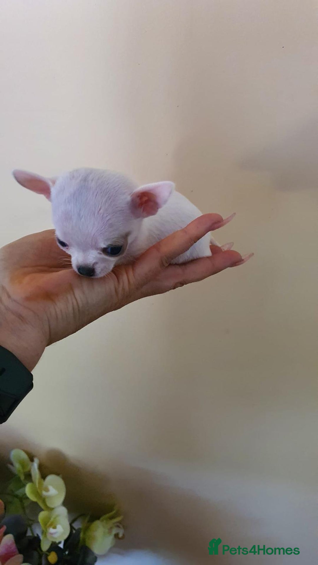 Chihuahua dogs for sale: Adorable 🐶🥰 Mini Girl Available  - Image 4
