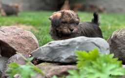 Mixed Breed dogs for sale: Stunning Norfolk terrier x jrt pups ready now - Image 22