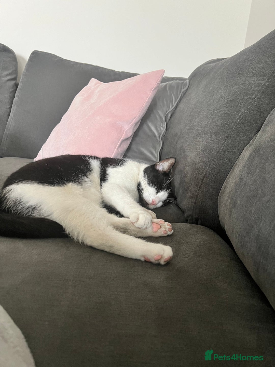 British Shorthair cats for sale: Rehoming my cat Stitch.  - Image 4
