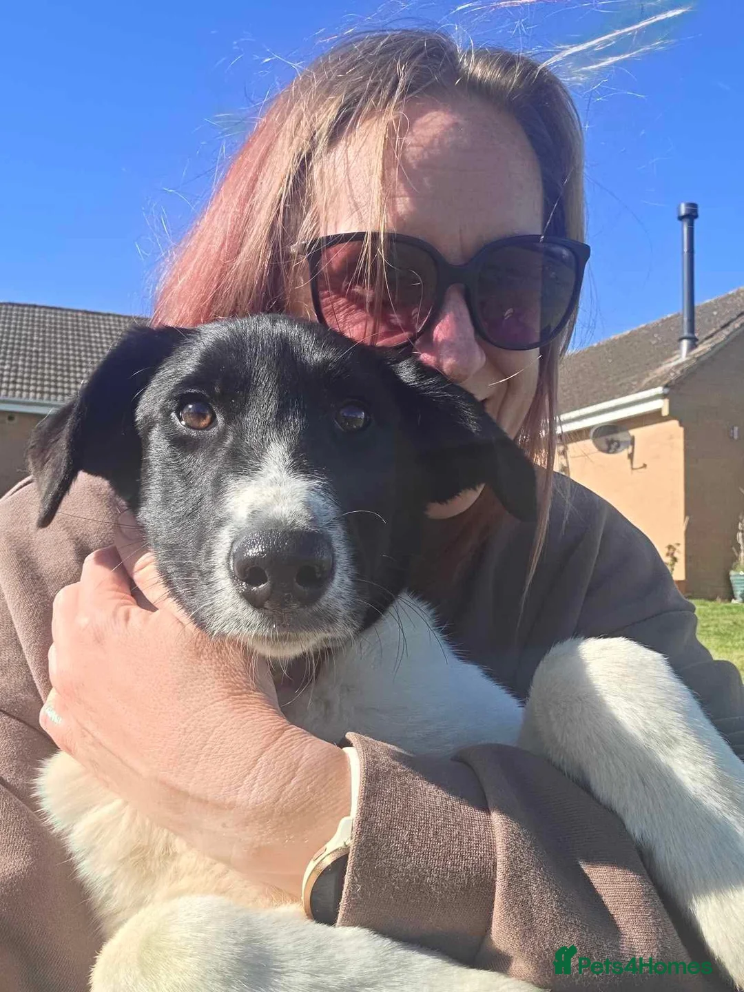 Mixed Breed dogs for adoption: ANGEL by name & nature - new videos added 13/3 - Advert 1