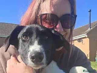 Mixed Breed dogs ANGEL by name & nature - new videos added 13/3 - Advert 10