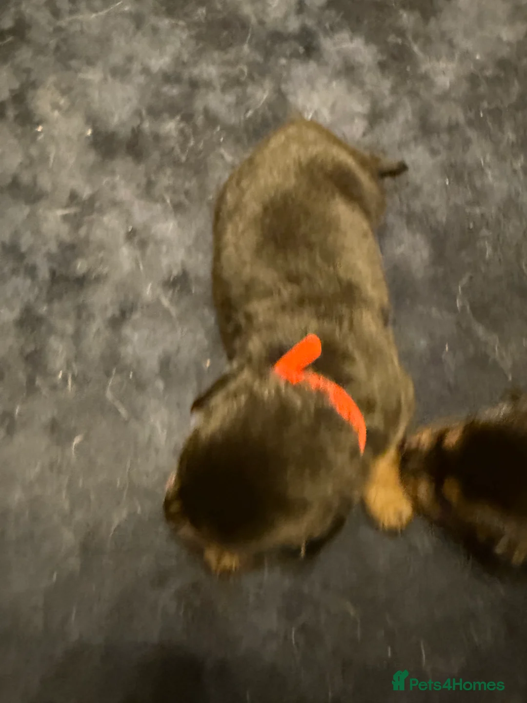 Mixed Breed dogs for sale: Shepweiler Puppies (GSD x Rottie) - Advert 21