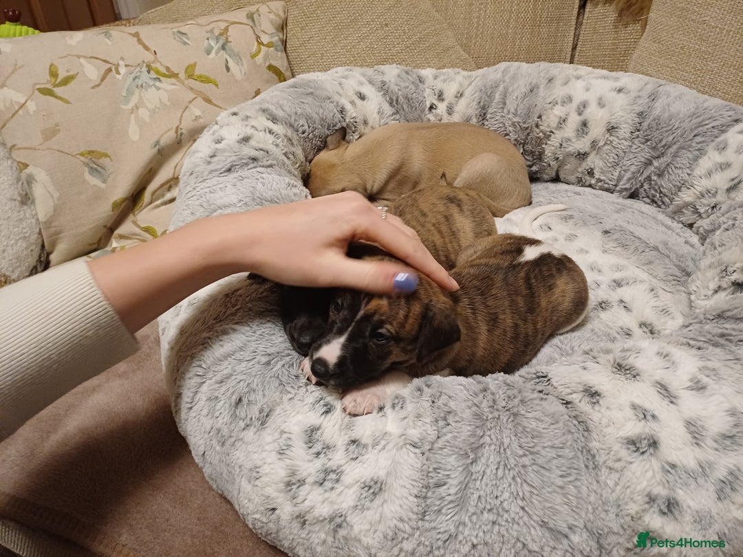 Whippet dogs for sale: KC  REG WHIPPET PUPS - Advert 32