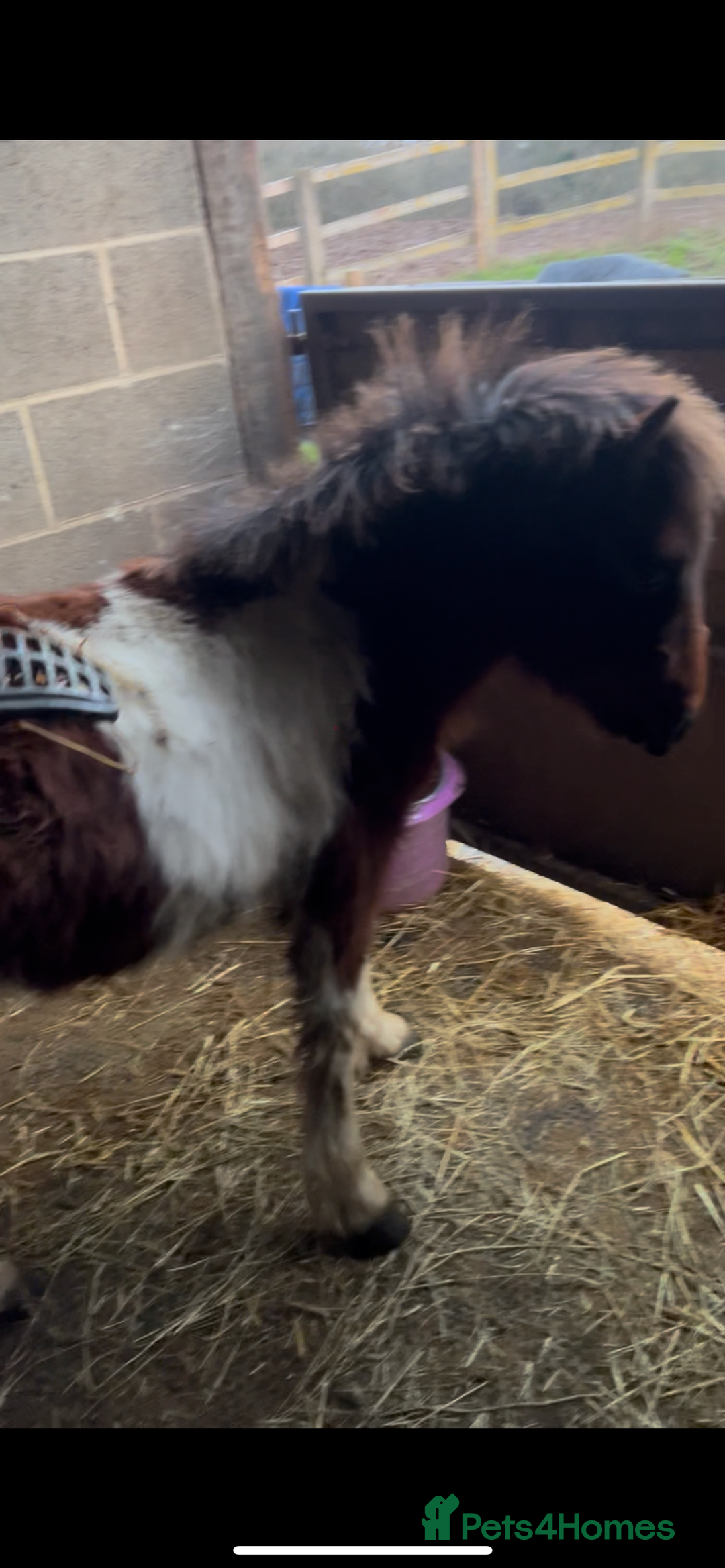 Shetland pony horses for sale: Teddy - Advert 3