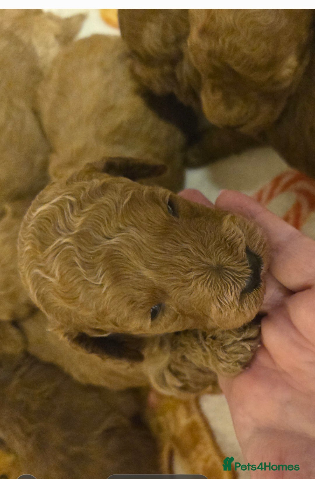 Toy Poodle dogs for sale:  Red toy poodles  - Advert 4