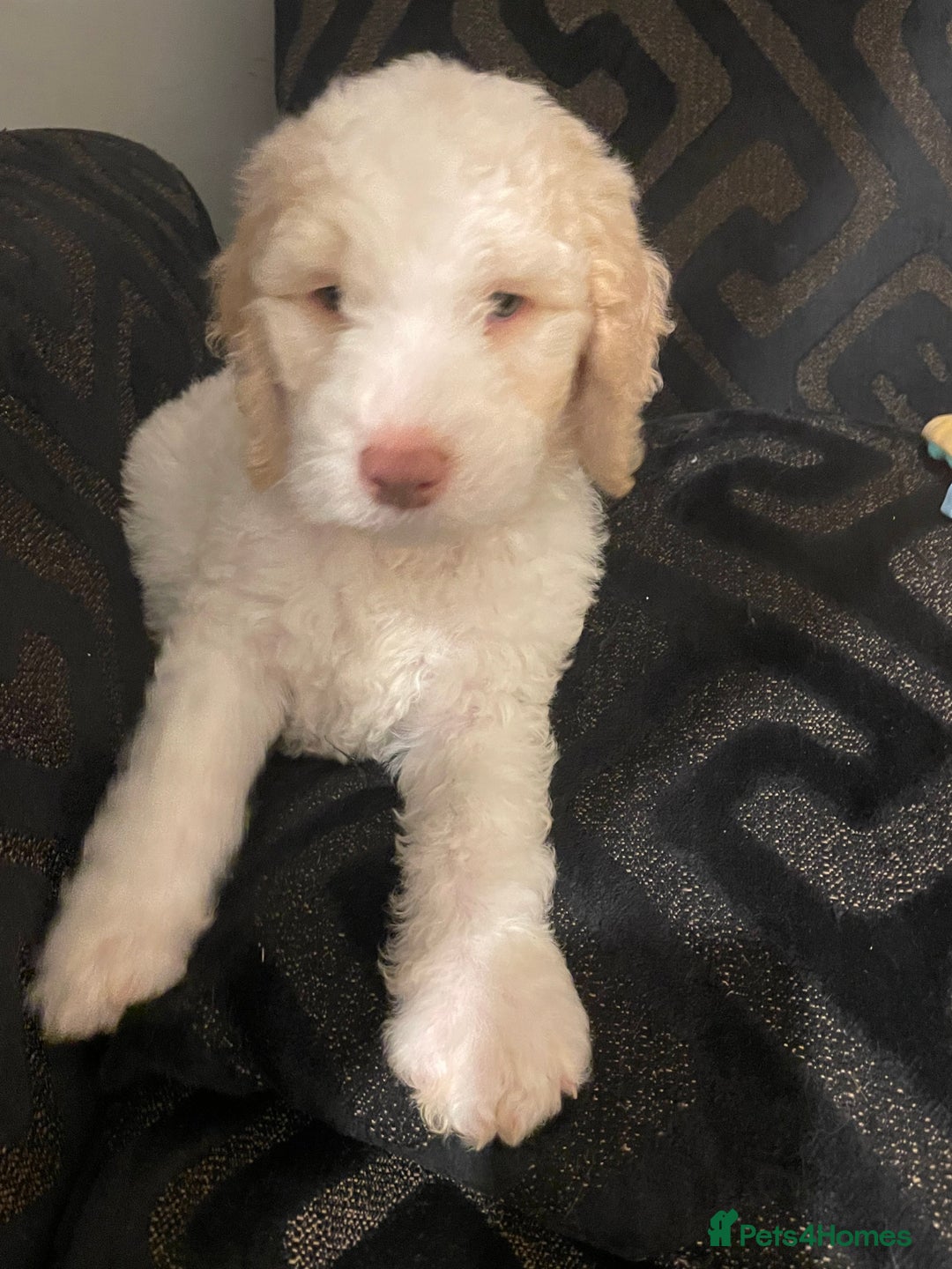 Mixed Breed dogs for sale: Amazing Cockerpoo/Bernadoodle puppies ❤️🐶 - Image 7