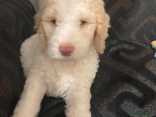 Mixed Breed dogs - Advert 12