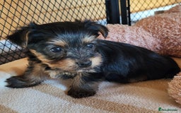 Yorkshire Terrier dogs for sale:  Yorkshire Terrier puppies from Licensed Breeder  - Advert 10