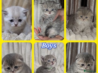 Scottish Fold cats 🐾TICA red ❣️SCOTTISH Fold•Straight - Advert 1