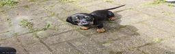 Dachshund dogs for sale: Mega cute half long haired dachshund puppies  - Advert 21
