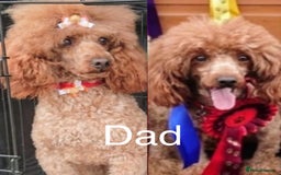 Cockapoo dogs for sale: Gorgeous Cockerpoo F1b - Image 32