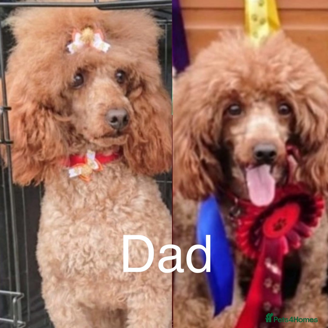 Cockapoo dogs for sale: Gorgeous Cockerpoo F1b - Image 32