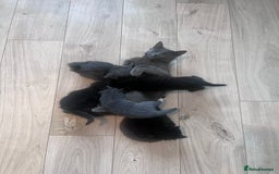 Mixed Breed cats for sale: Kittens Grey and Black - Image 9