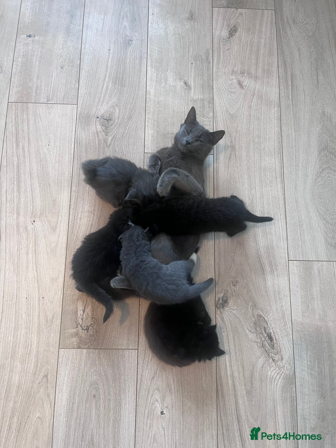 Mixed Breed cats for sale: Kittens Grey and Black - Image 9
