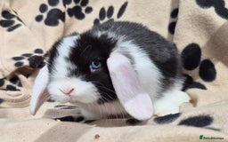 Mini Lop rabbits for sale: 8-9 week old mini lops  - Image 5