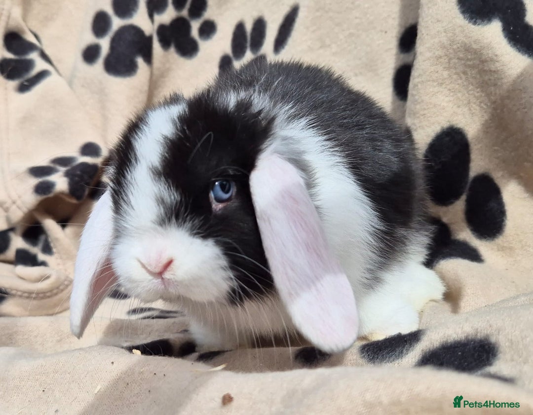 Mini Lop rabbits for sale: 8-9 week old mini lops  - Image 5