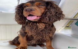 Cocker Spaniel dogs for sale: K.C. Registered cocker spaniel puppies - Image 9