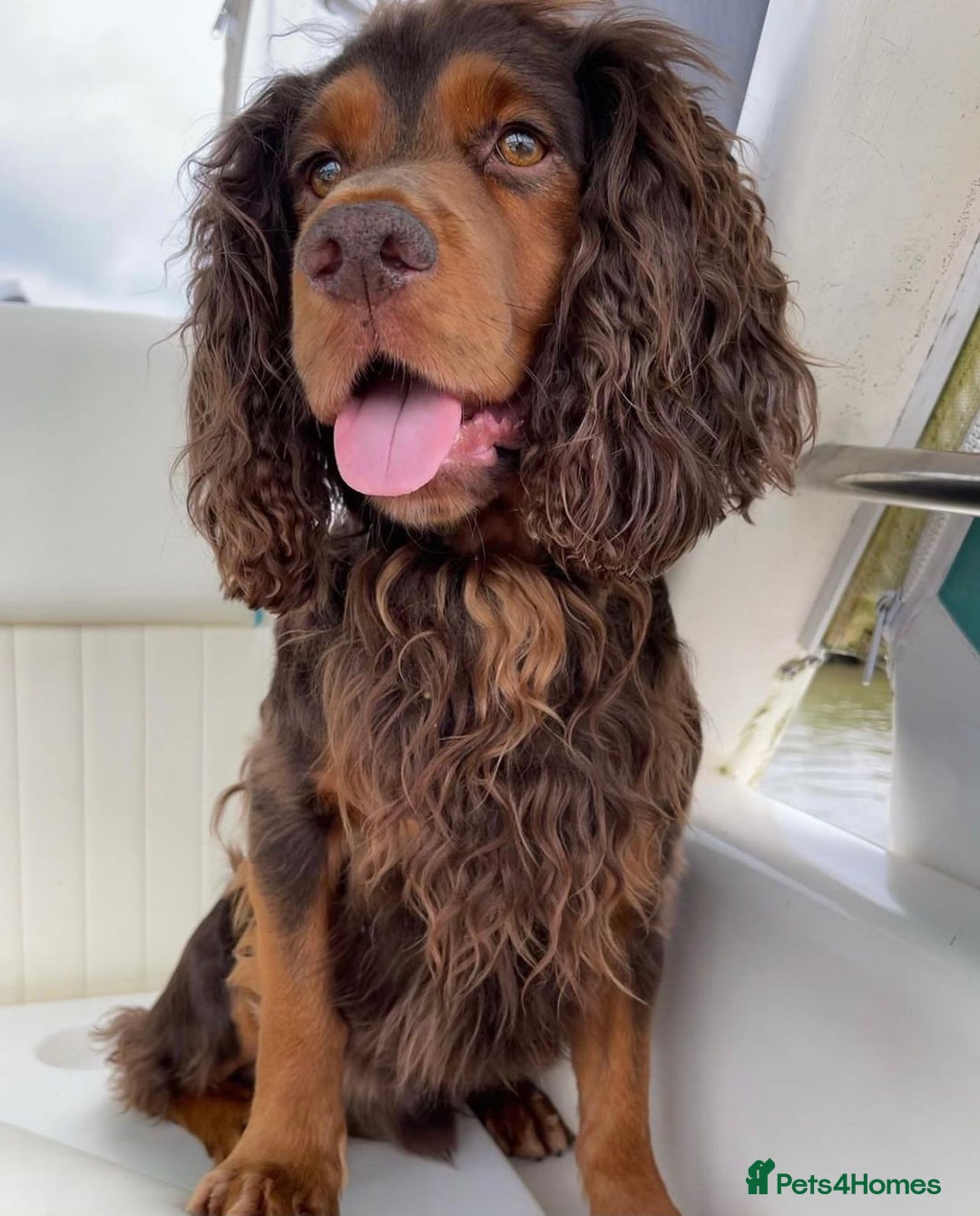 Cocker Spaniel dogs for sale: K.C. Registered cocker spaniel puppies - Image 9