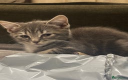 British Shorthair cats for sale: Charming British Shorthair-Siberian Mix kitten - Image 7