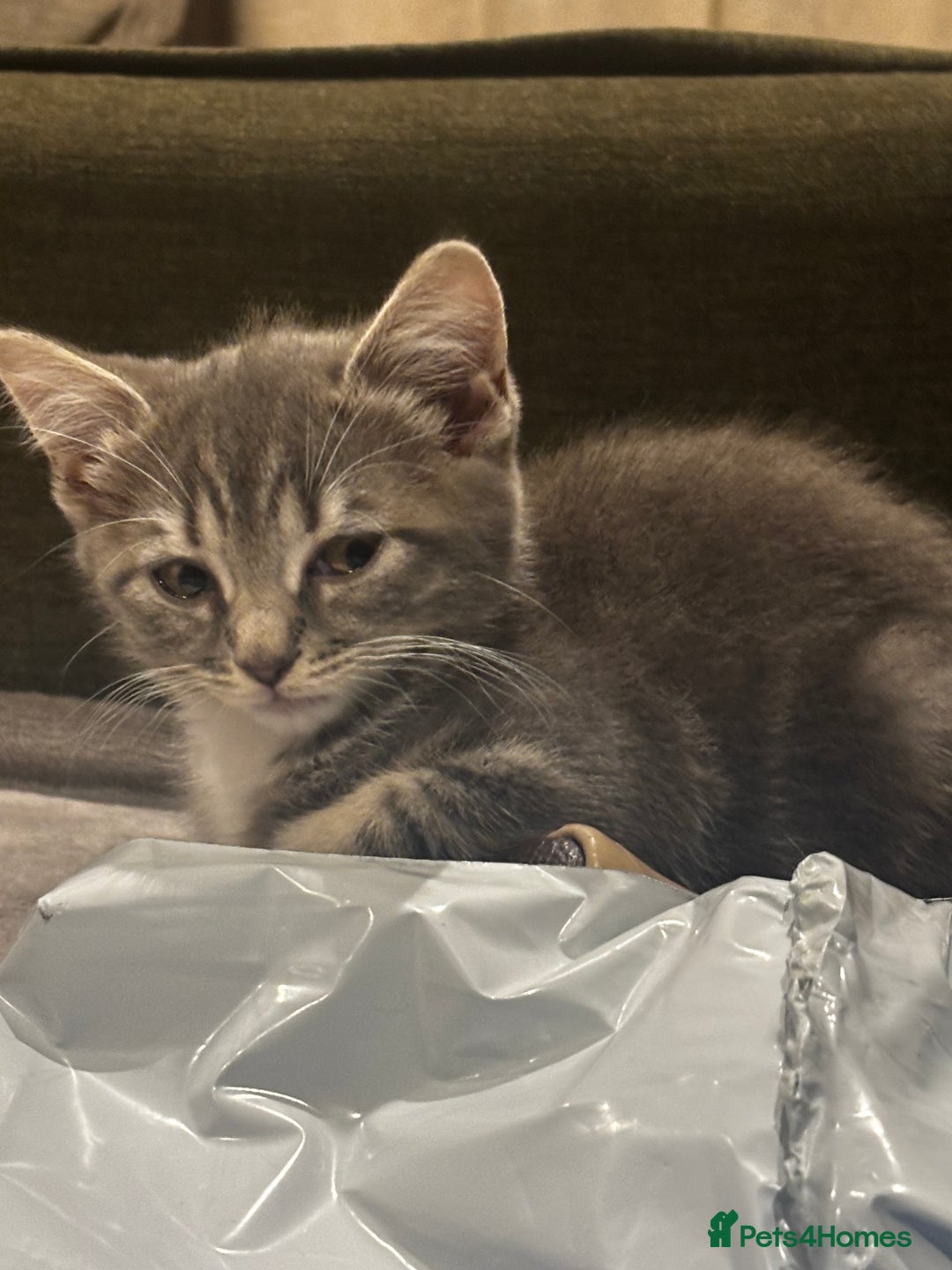 British Shorthair cats for sale: Charming British Shorthair-Siberian Mix kitten - Image 7