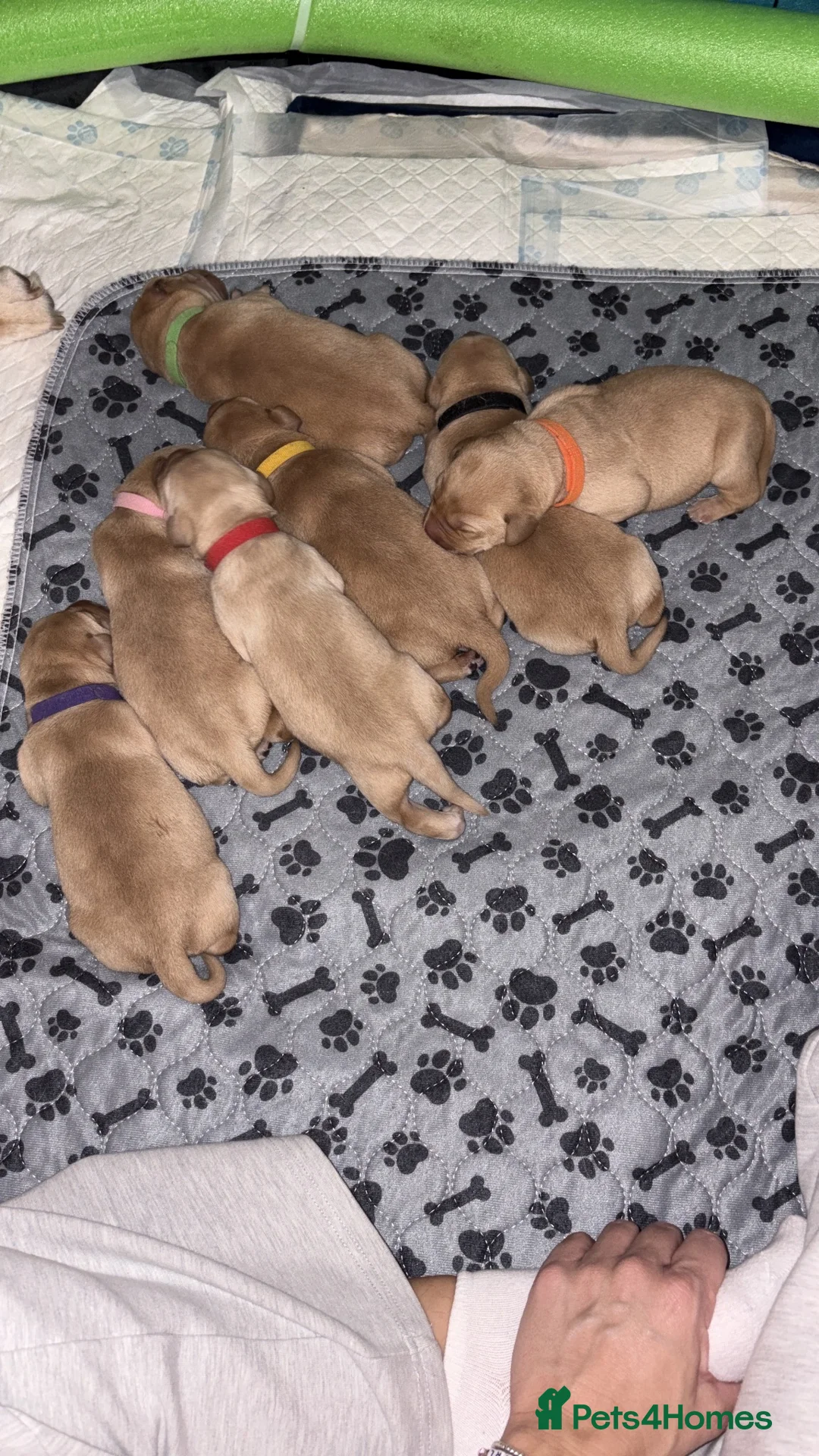 Labrador Retriever dogs for sale: Labrador Retriever Puppies - Advert 2