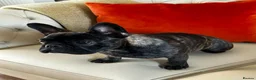 French Bulldog dogs for sale: French Bulldog - Advert 7