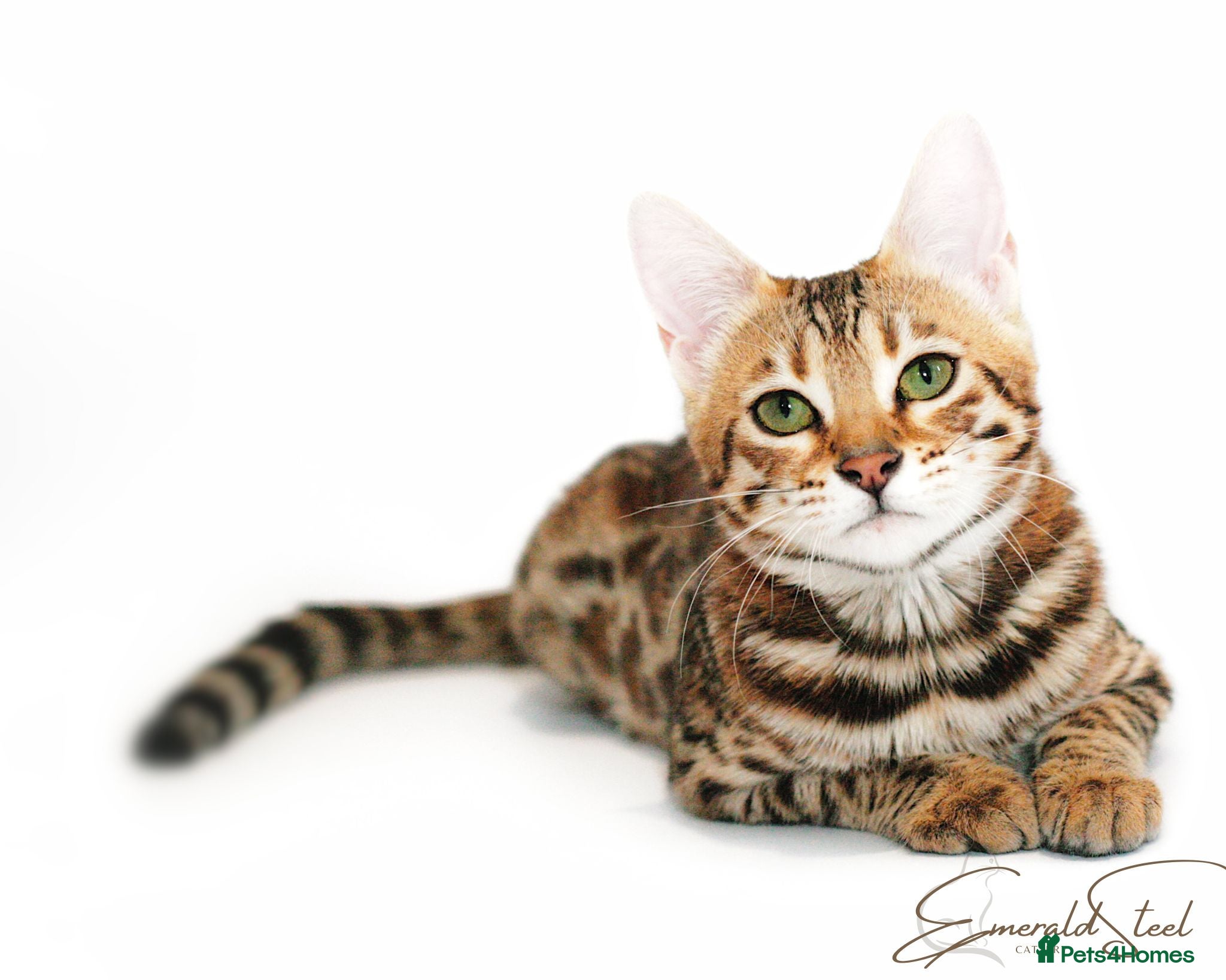 Bengal cats Pure Pedigree TICA Early Generation Bengal - Advert 4