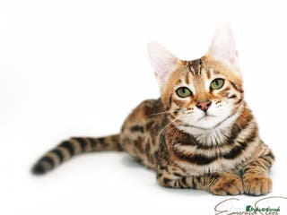 Bengal cats Pure Pedigree TICA Early Generation Bengal - Advert 6