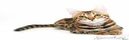 Bengal cats for sale: Pure Pedigree TICA Early Generation Bengal - Advert 3