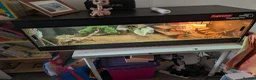 Bearded Dragon reptiles for sale: Bearded dragon and enclosure  in Plymouth - Advert 1