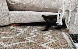 Domestic Shorthair cats for sale: 1 male and 1 female black kitten  - Image 2