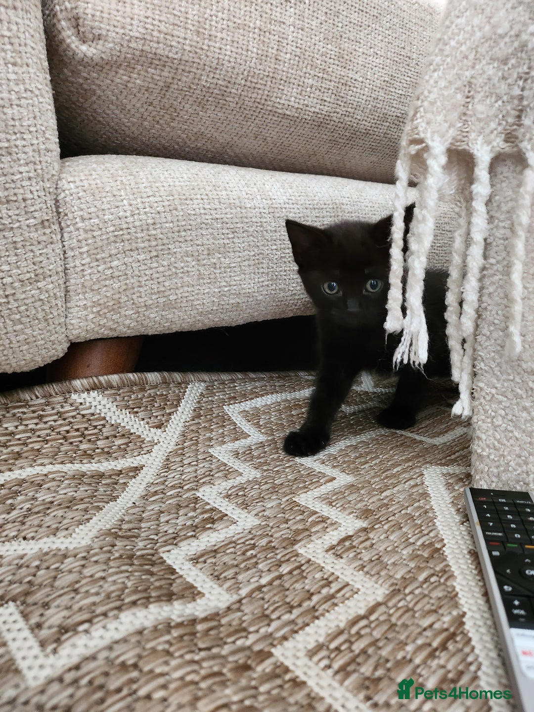 Domestic Shorthair cats for sale: 1 male and 1 female black kitten  - Image 2