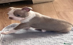 Boston Terrier dogs for sale: Adorable Boston Terrier Puppies – Kennel Club Reg - Image 18