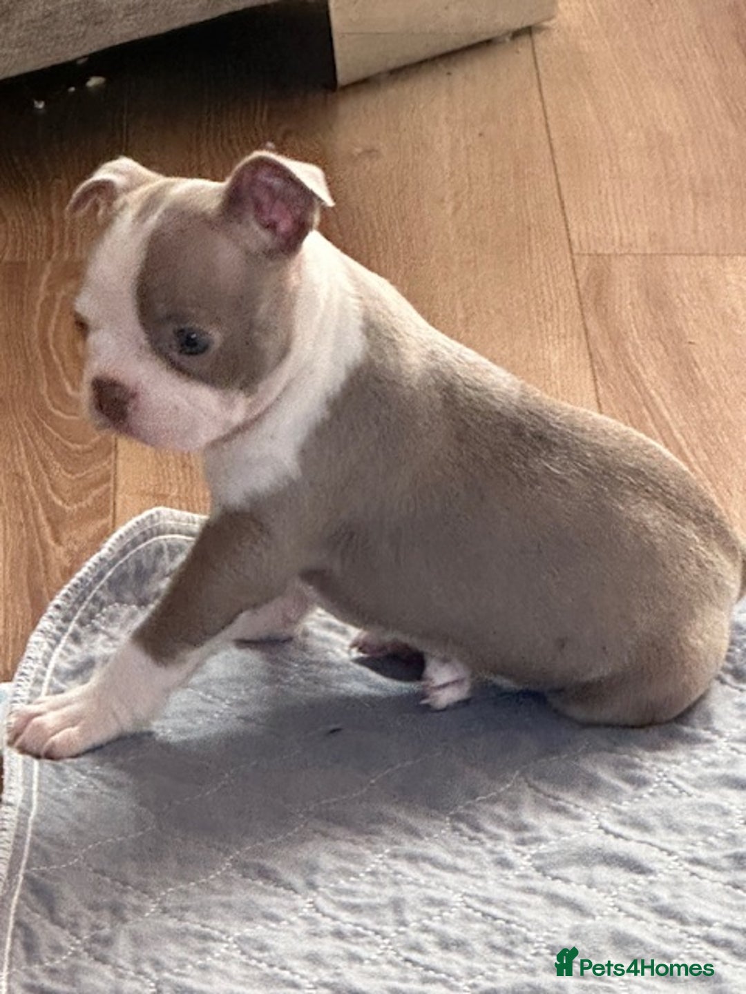 Boston Terrier dogs for sale: Adorable Boston Terrier Puppies – Kennel Club Reg - Image 18