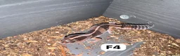 Gecko reptiles for sale: Large selection of lizards available for rehome - Advert 13
