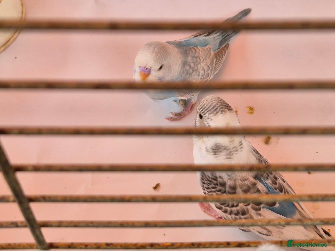 Budgerigars birds for sale: Baby budgie  for sale  - Image 8