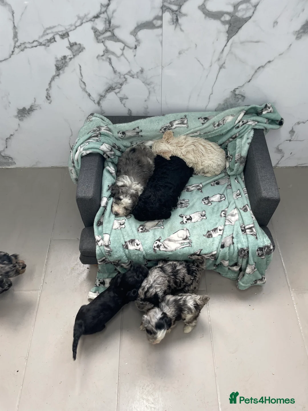 Cockapoo dogs for sale: Stunning F1B cockapoo puppies Boys & Girls  - Advert 13