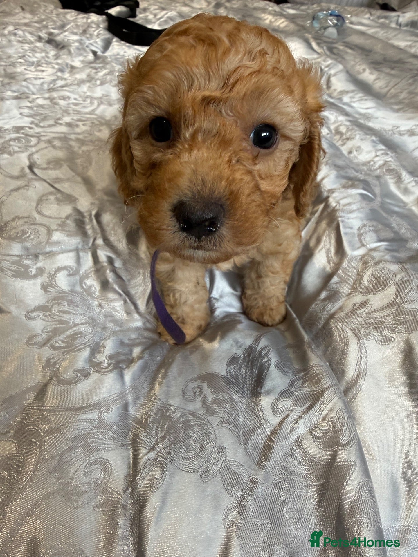 Maltipoo dogs Gorgeous litter of Maltipoo puppies 2 females left - Advert 6