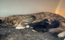 Maine Coon cats for sale: Ready for  22nd December - Advert 7