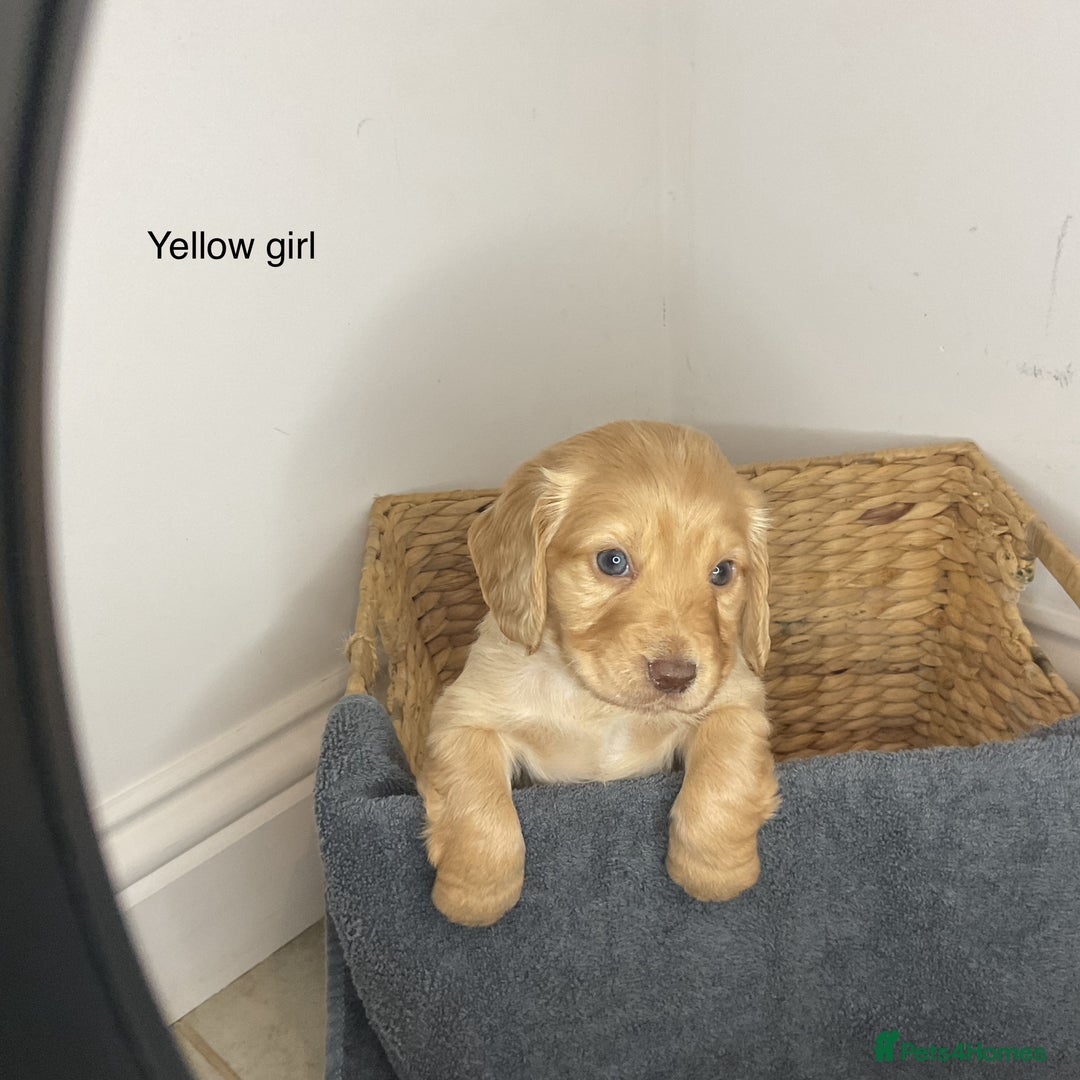 Cocker Spaniel dogs for sale: Hereditary clear working cocker spaniels - Advert 9