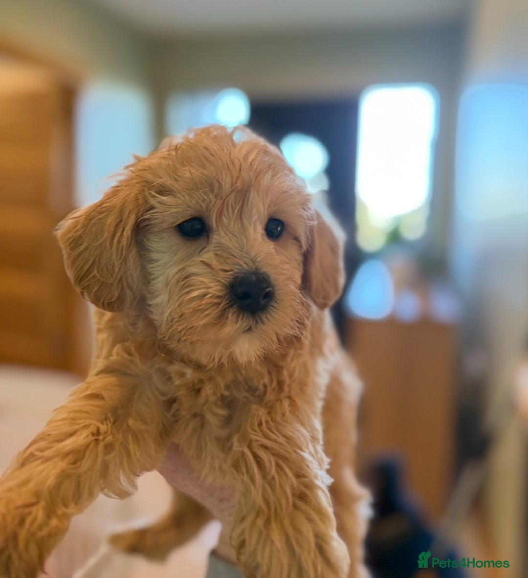 Mixed Breed dogs for sale: Toy/Mini Schnoodle Puppies  - Advert 15