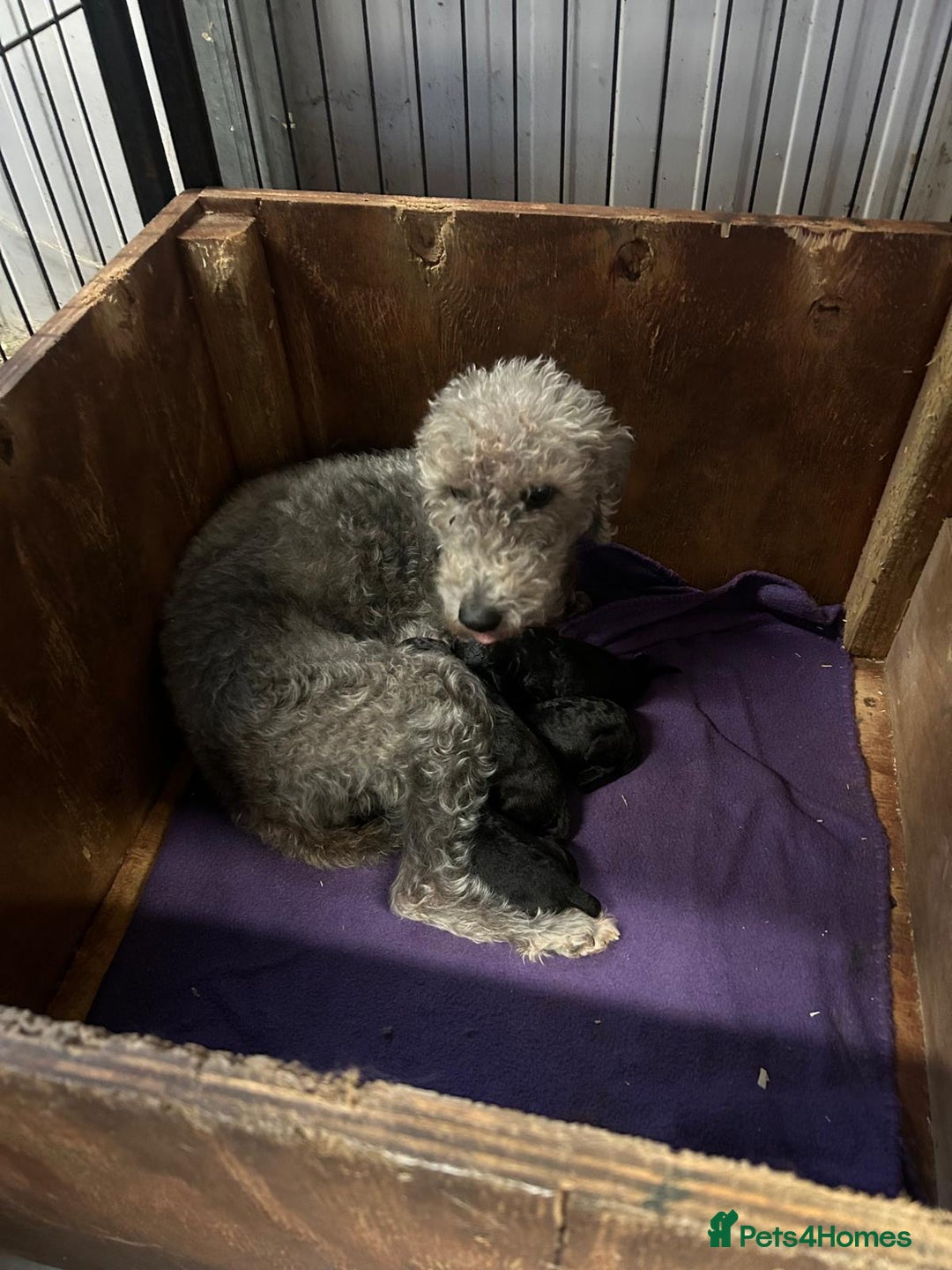 Bedlington Terrier dogs for sale: Bedlington pup - Advert 3