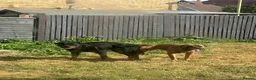 Mixed Breed dogs for sale: Beautiful litter of 4  - Advert 2