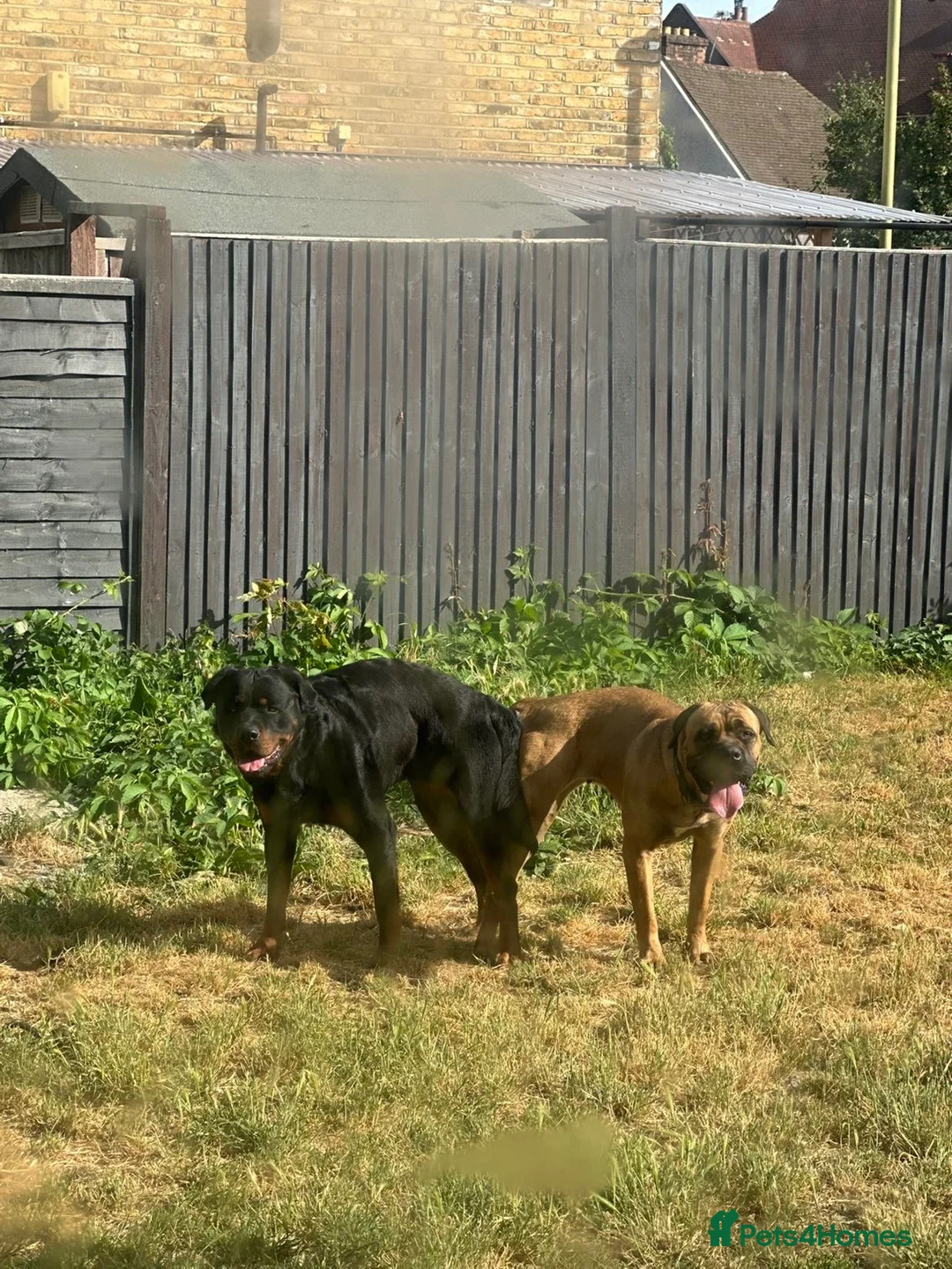 Mixed Breed dogs for sale: Beautiful litter of 4  - Advert 2