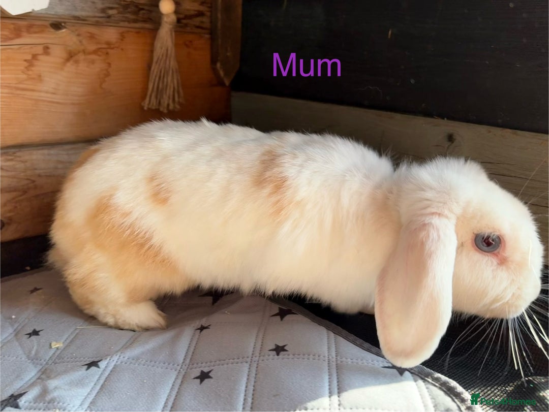Mini Lop rabbits for sale: 4 beautiful mini lop babies  - Image 20