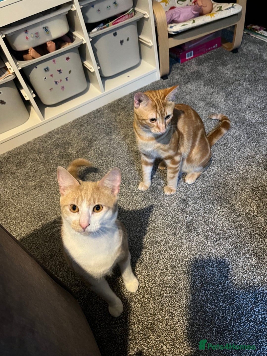 Highlander cats for sale: Misha & Lucky for sale. - Image 2