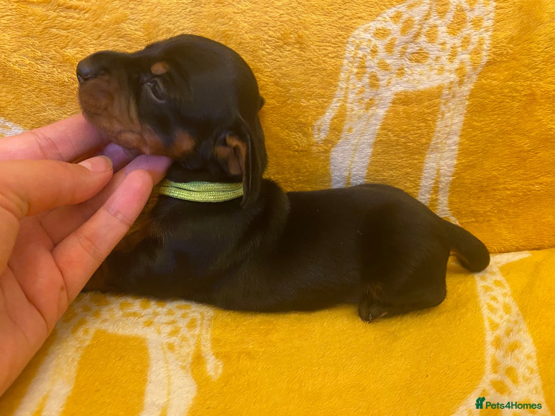 Miniature Dachshund dogs for sale: YOUR FOREVER COMPANION AWAITS  - Image 10
