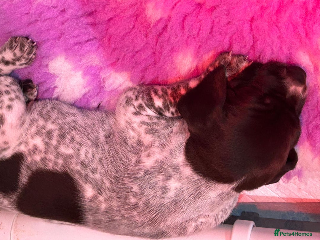 German Shorthaired Pointer dogs for sale: Gorgeous litter of German Shorthair puppies - Image 10